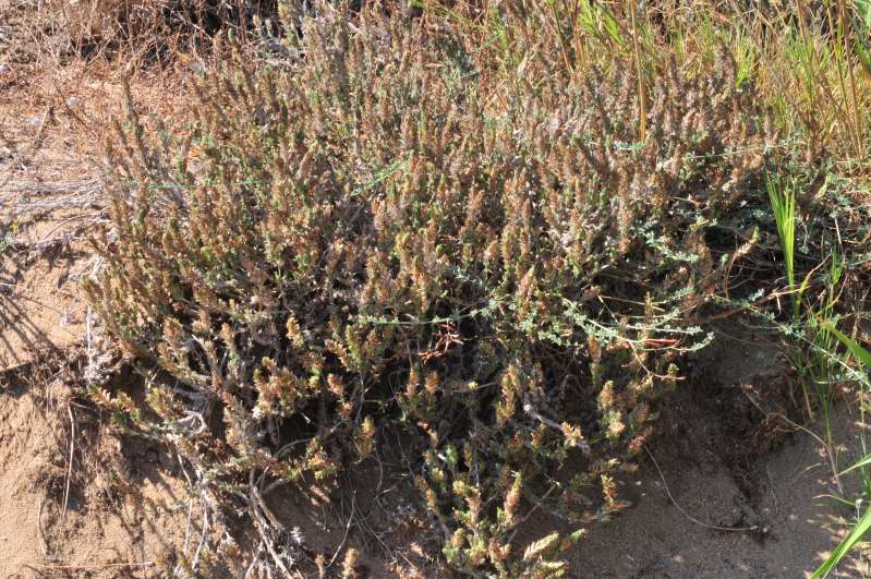 Pianta a cuscinetto - Crucianella maritima